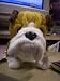 WEBKINZ BULL DOG GANZ HM126