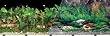 Double Sided Tropical Fresh Aquarium Background, 12" x 50"