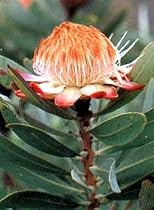 Dwarf Sugarbush Protea 10 Seeds - Protea simplex