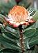 Dwarf Sugarbush Protea 10 Seeds - Protea simplex