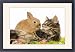 Framed Prints of LA-5763 Cat - Norwegian Forest kitten in studio with Dwarf Rabbit and flowers from Ardea Wildlife Pets