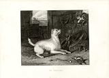 Landseer Dog, The Intruder, Steel engraving