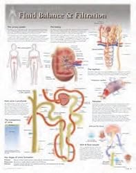 Fluid Balance & Filtration Wall Chart: 8260
