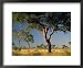 Acacia Trees, Kruger National Park, South Africa Framed Art Poster Print by Walter Bi...