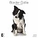 Border Collie 2010 Wall Calendar