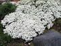 Iberis sempervirens Snowflake (Perennial Candytuft, Evergreen Candytuft) {24 Pots - 3 1/2 in., $4.27 each plant}
