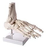 足骨モデル - 8.3671