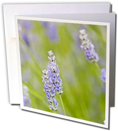 Danita Delimont - Flowers - USA, Washington, Lavender flower - US48 TDR0963 - Trish Drury - 12 Greeting Cards with envelopes (gc_148681_2)