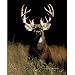 Trophy Buck Deer Big Rack Art Print POSTER lithograph - 13x19