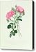 New Crimson Double Sweet Briar of New York Canvas Print / Canvas Art - Artist Pierre Joseph Redoute