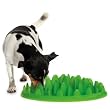 Green Interactive Feeder- Eat Slow- The Green Feeder is a Pioneer in Innovation