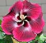 Cajun Color Hibiscus "Black Dragon"