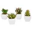 Mini Potted Echeveria 4-pc. Set