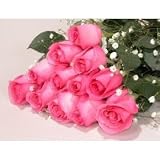 One Dozen Long Stemmed Premium Sapphire Pink Roses