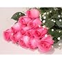 One Dozen Long Stemmed Premium Sapphire Pink Roses