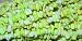 Lemon Chrysoprase Gemstone Chips - 36" Strand