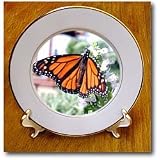 Monarch Butterfly - 8 Inch Porcelain Plate