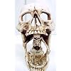 Cool Skull & Skeleton Tea Light Candle Holder Votive