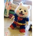 【全4サイズ】ドッグウェア　犬服のトレーナー　ワンちゃんがスーパーマンに変身Z1 (XS)