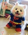 【全4サイズ】ドッグウェア　犬服のトレーナー　ワンちゃんがスーパーマンに変身Z1 (S)