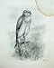 1906 The Hen Harrier Circus Cyaneus Linnaeus Adult Bird