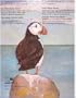 Puffin's Homecoming: The Story of an Atlantic Puffin (The Smithsonian Wild Heritage Collection)