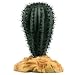 Saguaro Cactus 5 Plant