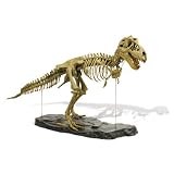 Tyrannosaurus Rex Skeleton