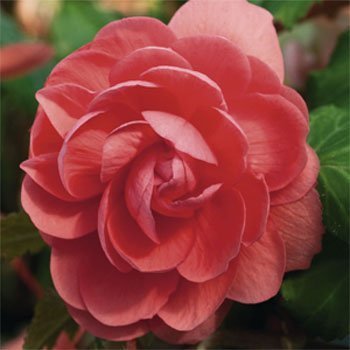 Outsidepride Begonia Salmon - 500 seeds
