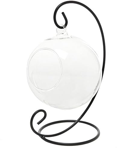 Kaidishi Air Plant Terrarium Kit with Black Metal Stand