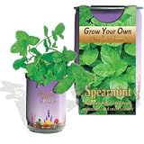 Spearmint - Just open...water...watch it grow!!!