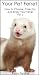 Your Pet Ferret - How to Choose, Care For and Enjoy Your Ferret