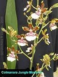 Oncidium Jungle Monarch 1304H