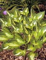 Center of Attention Hosta - 2 Toned Green Margins