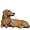 Dachshund (Red)