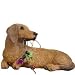 Dachshund Red Holding Christmas Lights Christmas Holiday Ornaments Sandicast