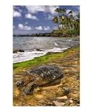 Sea Turtle Photographic Poster Print by Mike Cavaroc, 16x20
