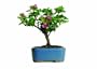 Brussel's Bougainvillea Bonsai