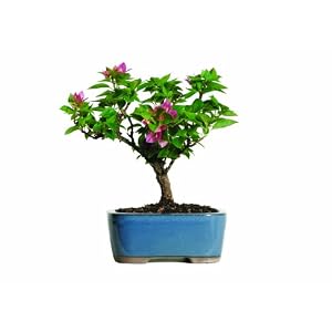 Brussel's Bougainvillea Bonsai by 