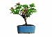Brussel\'s Bougainvillea Bonsai