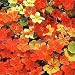 Nasturtium Climbing
