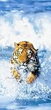 Bengal Tiger 590 Wall Mural