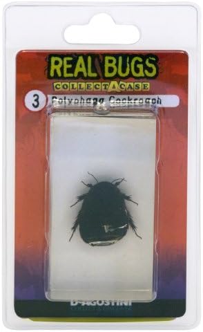 DeAgostini Real Bugs Polyphaga Cockroach Bug by Real Bugs