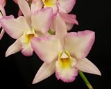 Iwanagara Apple Blossom 'Mendenhall'