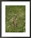 Brown Hare, Leveret Feeding on Grass, Scotland Framed Art Poster Print by Mark Hambli...