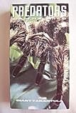 Predators of the Wild: Giant Tarantula