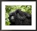 Adult Female Mountain Gorilla with Infant Riding on Her Back, Amahoro a Group, Rwanda, Africa Framed Art Poster Print by James Hager, 22x18