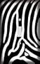 Zebra Skin Print Decorative Switchplate Cover