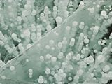IMAGE OF Rising Bubbles Frozen in Thick Lake Ice Stretched Canvas Poster Print, 18x24
