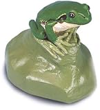 Tree Frog, Male (Hyla arborea)